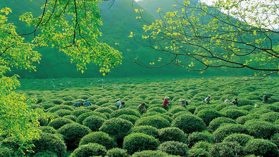 Rounded rows of Longjing tea bushes beneath sunlit green branches